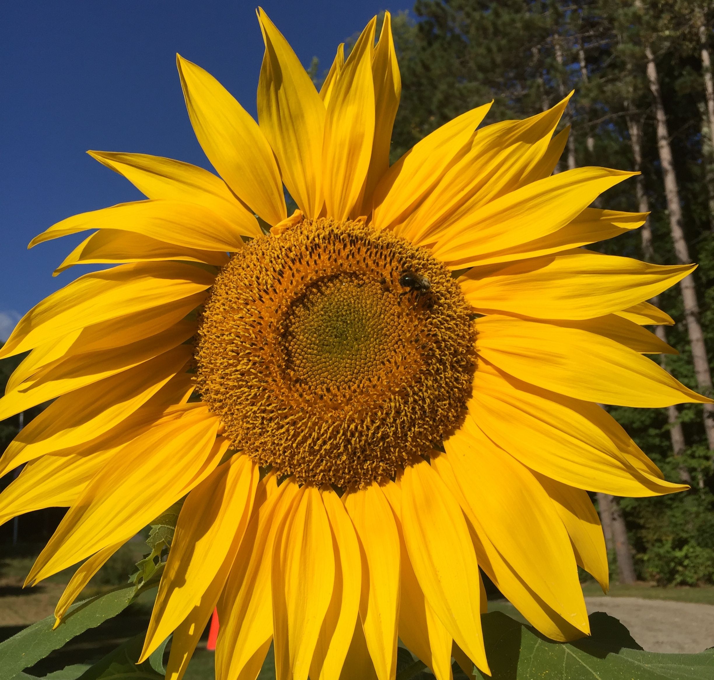 Hildene's Online Silent Auction