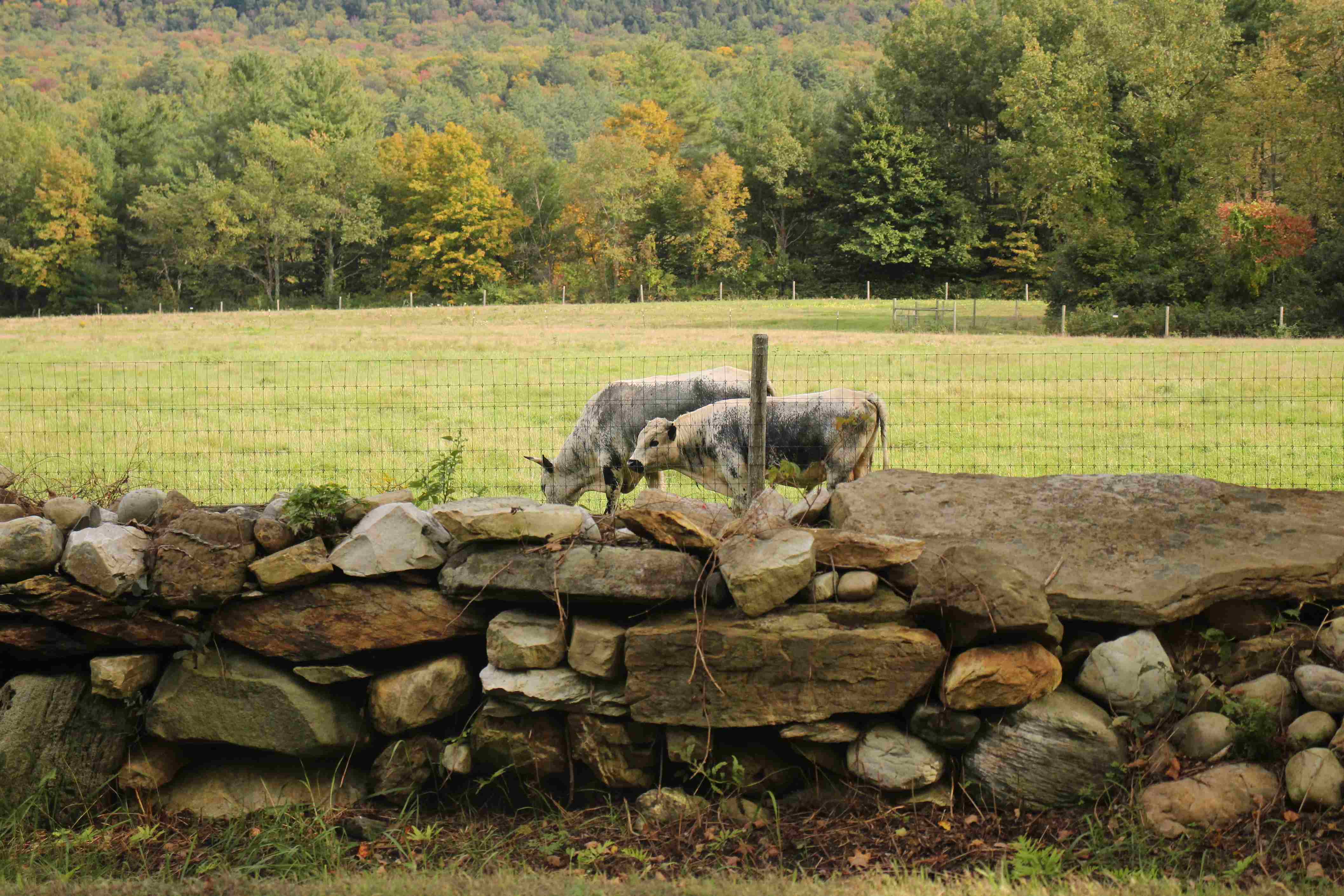 Hildene - The Lincoln Family Home