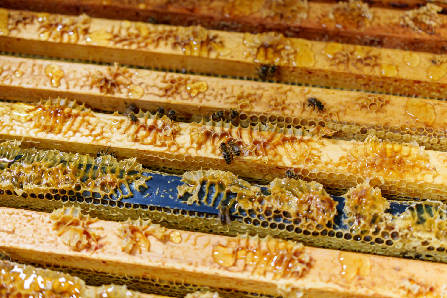 A Joyful Harvest: Looking Back at Honey Season at Hildene Farm