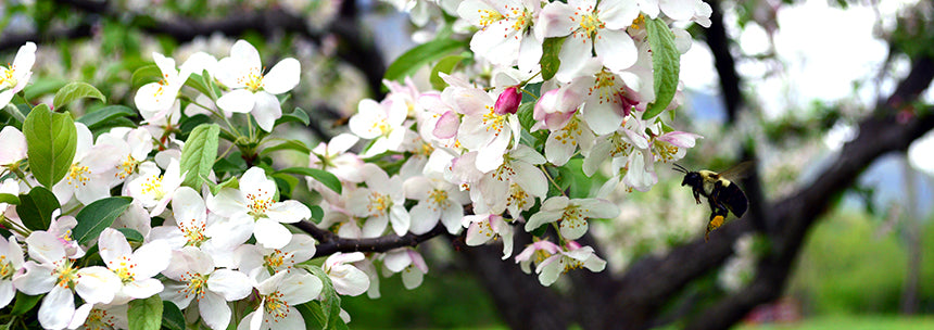 A Tribute to Mother's Everywhere