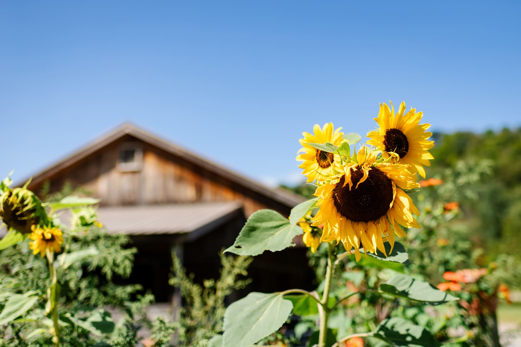 Sunflower and Amaranth Musings