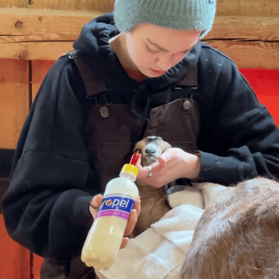 Little Hooves, Big Appetites: Bottle-Feeding Baby Goats!