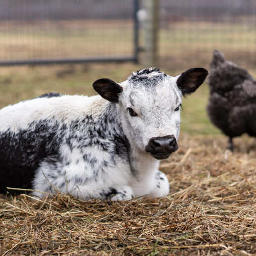 Farm Chores