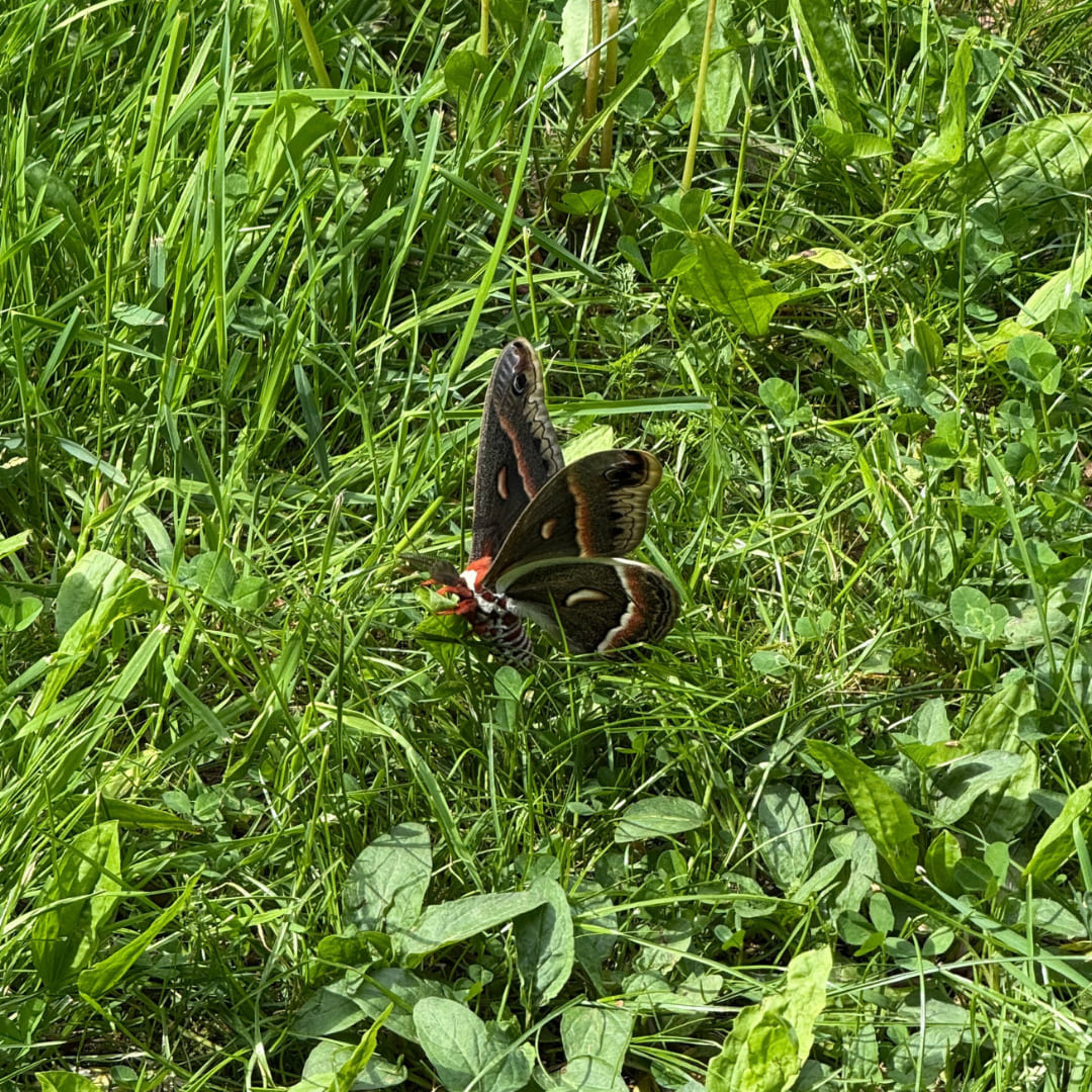 Moth Bioblitz