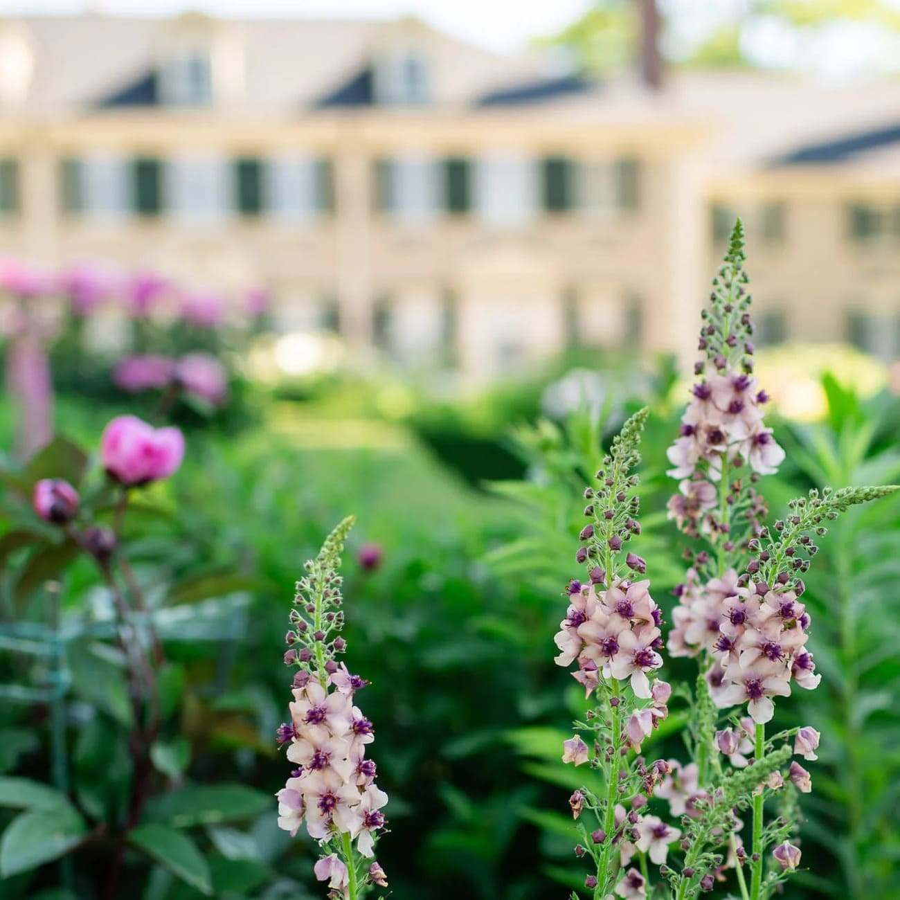 A Summer Night at Hildene