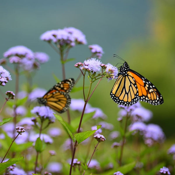 Pollinators in Action: A Guided Garden Walk