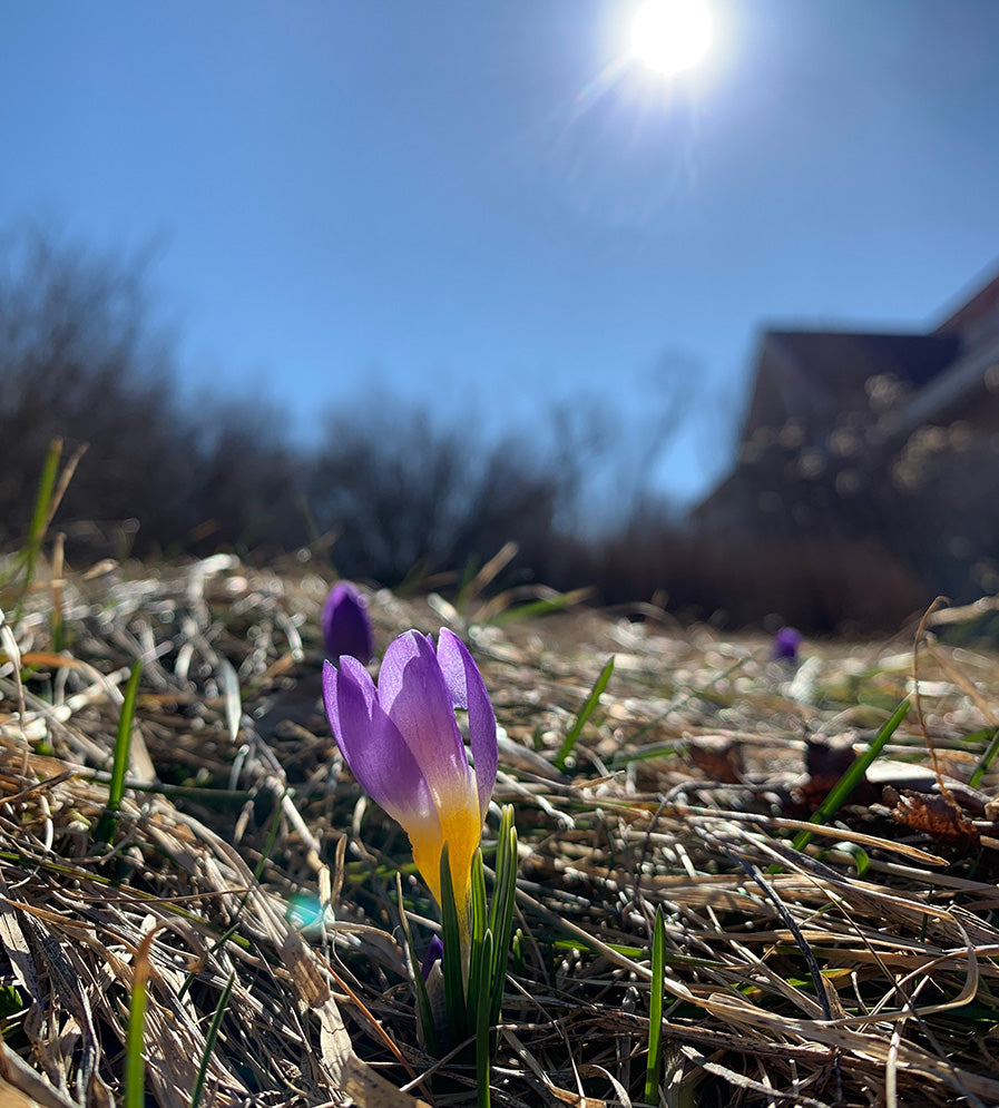 Hildene - The Lincoln Family Home