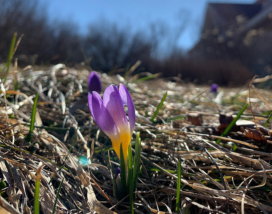 Hildene - The Lincoln Family Home