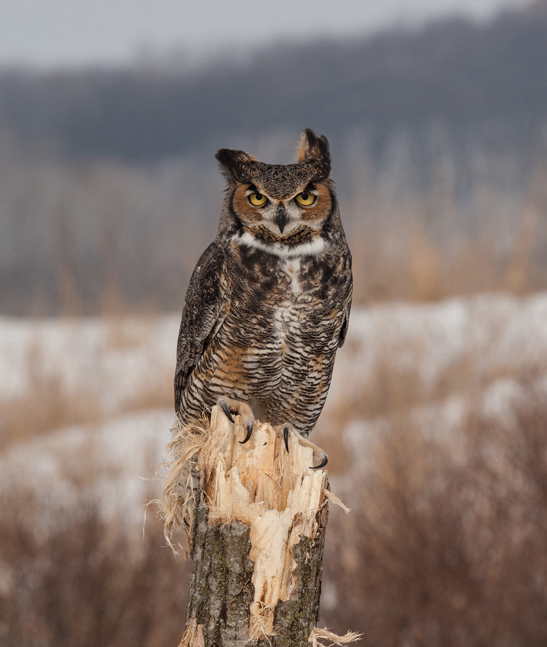 Hildene - The Lincoln Family Home