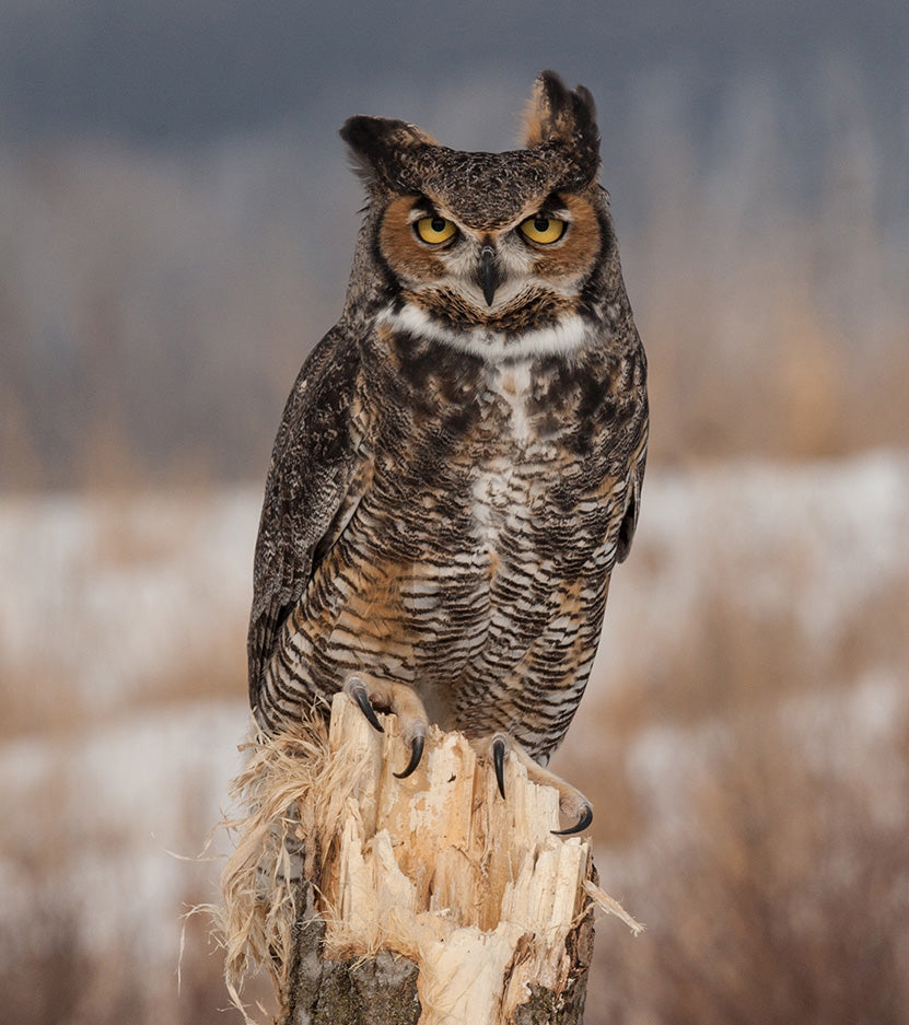 Hildene - The Lincoln Family Home