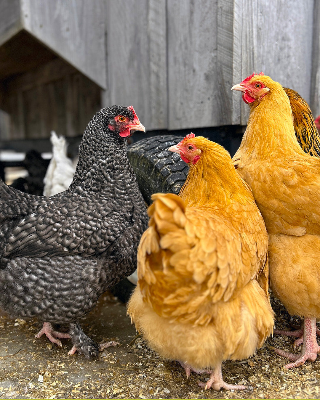 Hildene - The Lincoln Family Home