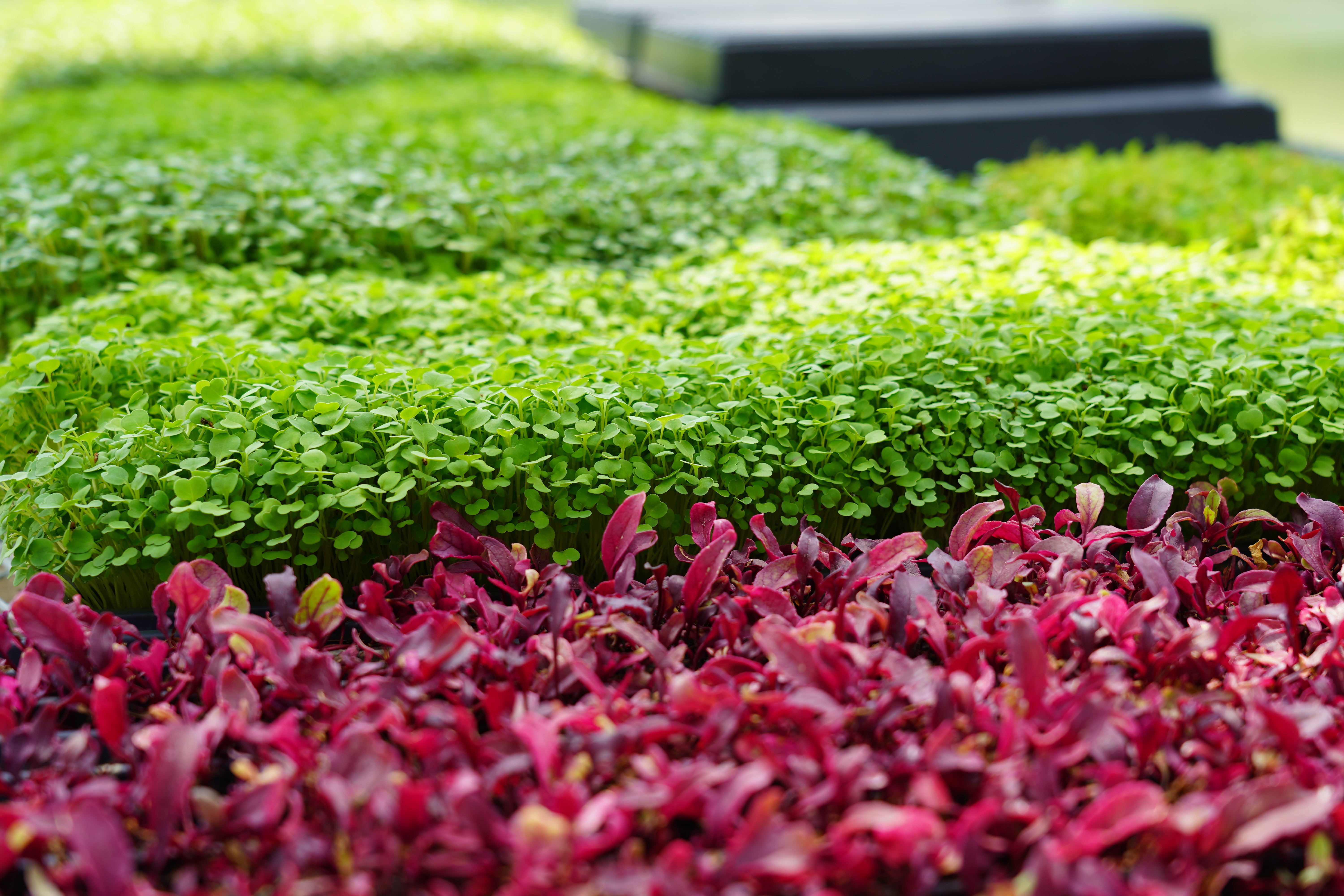 Hildene - The Lincoln Family Home