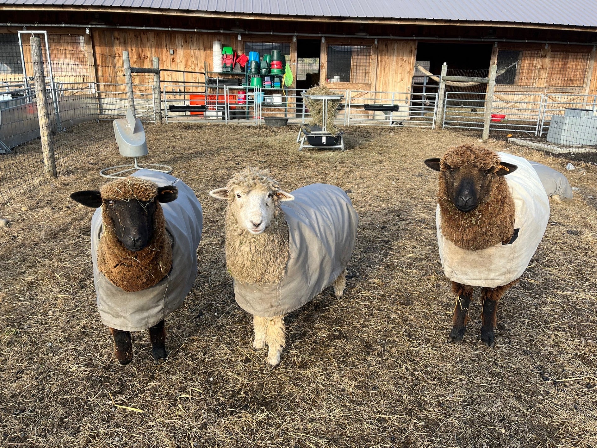 Farmscape Yarn - Cattail