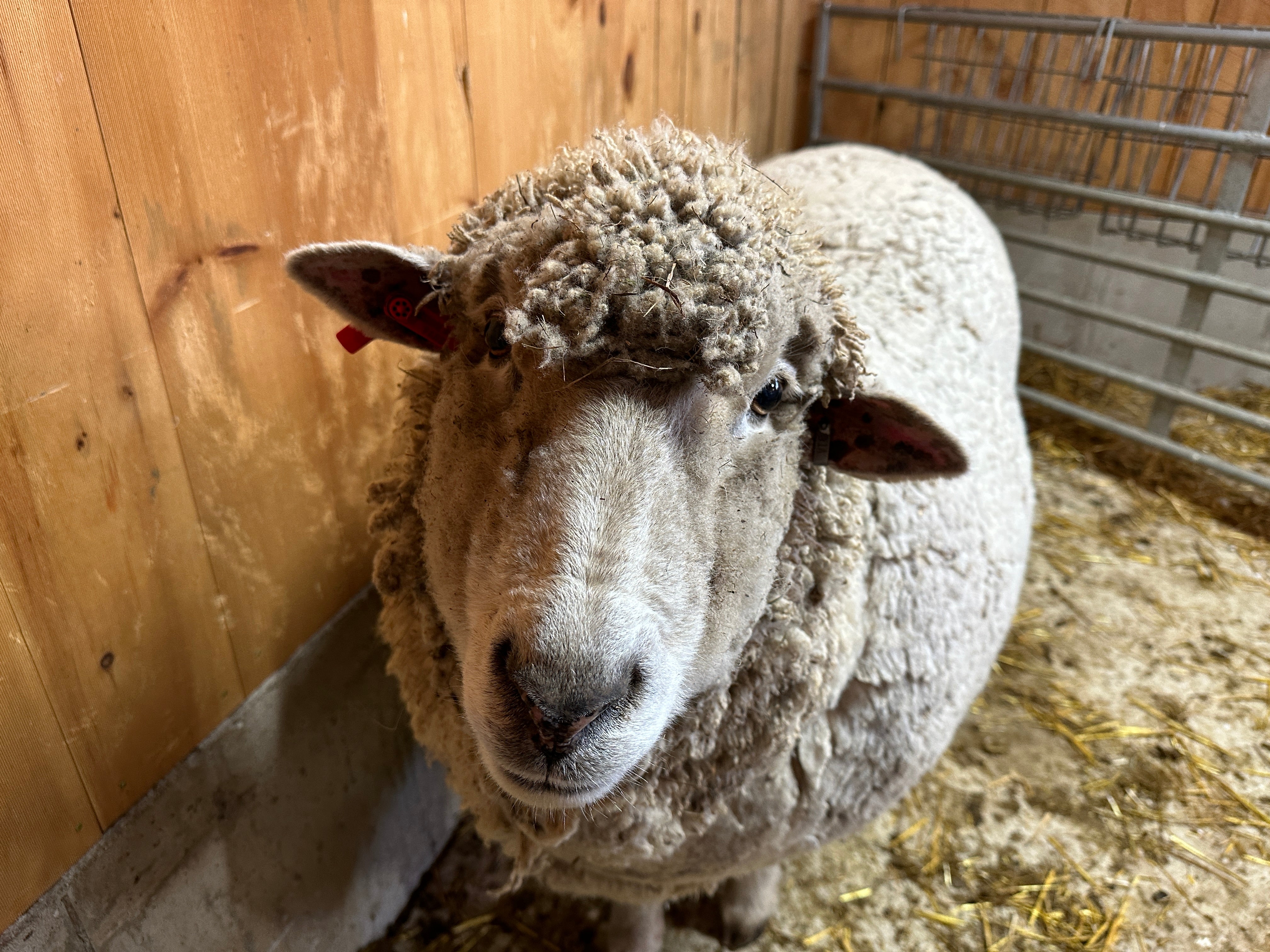 Wayside Yarn - Milkweed Cream