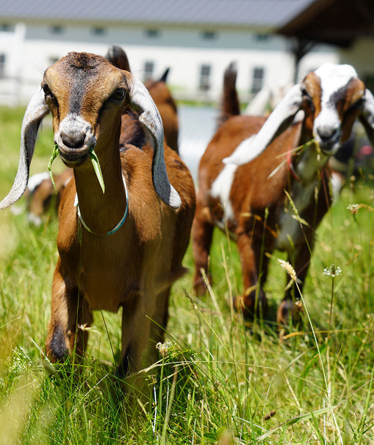 Hildene - The Lincoln Family Home
