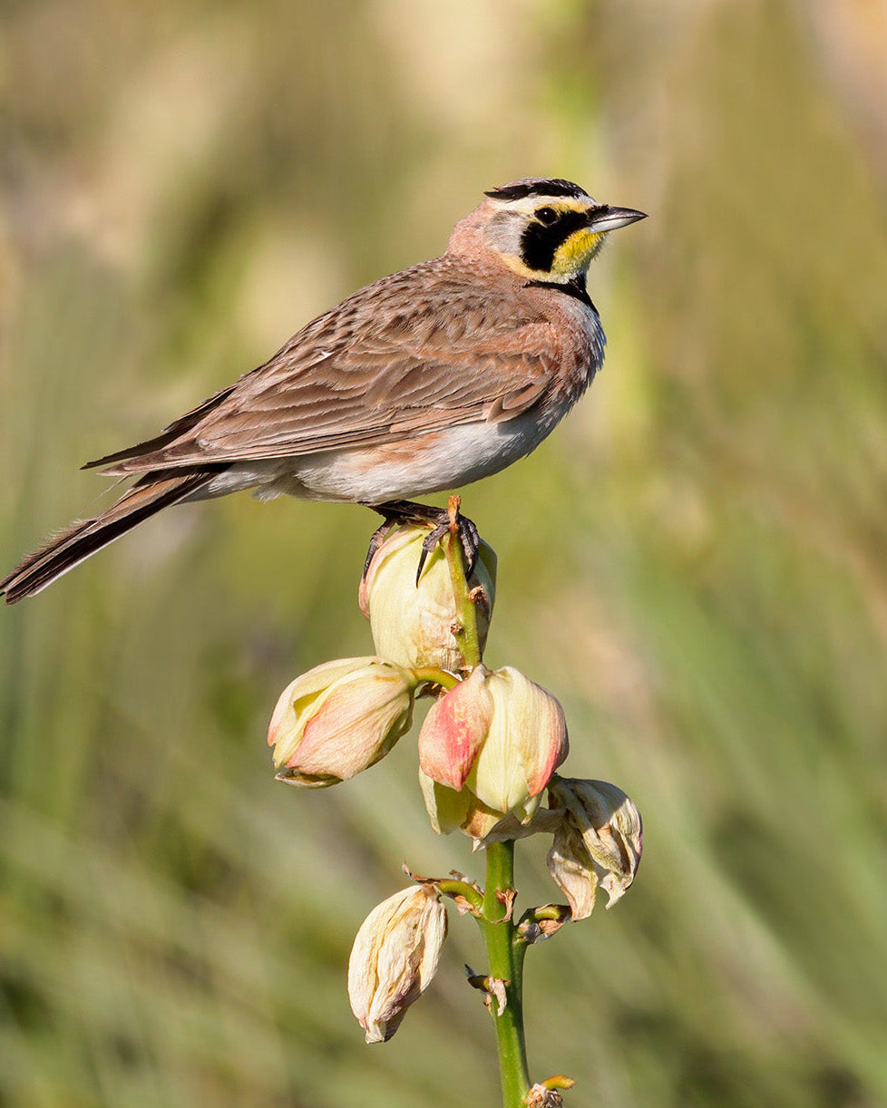 Hildene - The Lincoln Family Home
