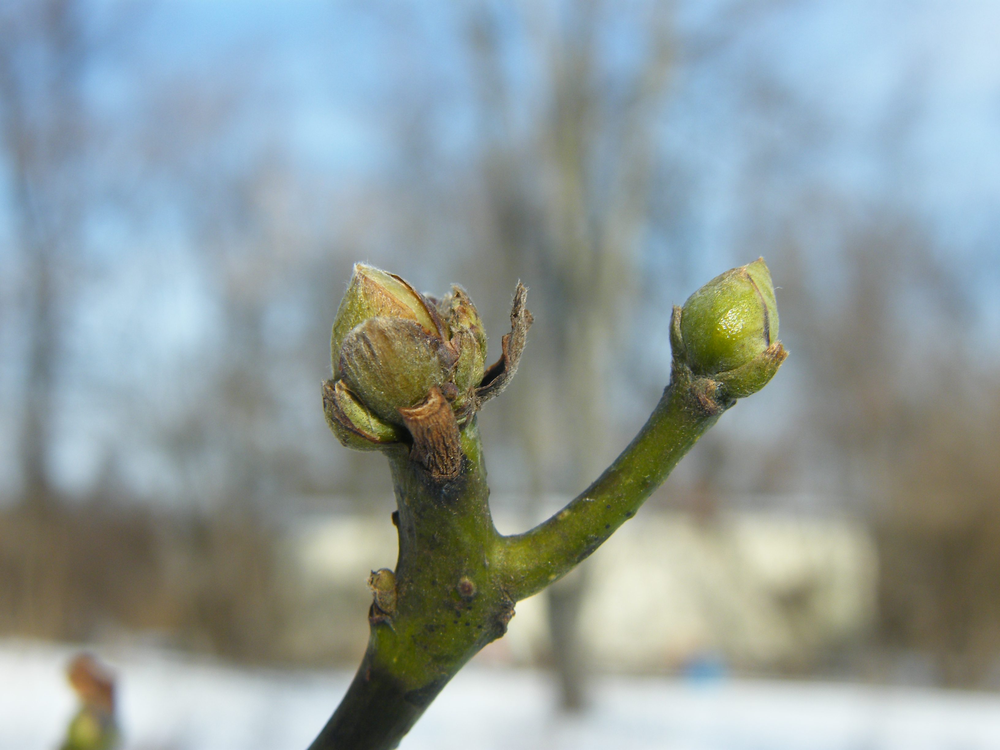 Hildene - The Lincoln Family Home