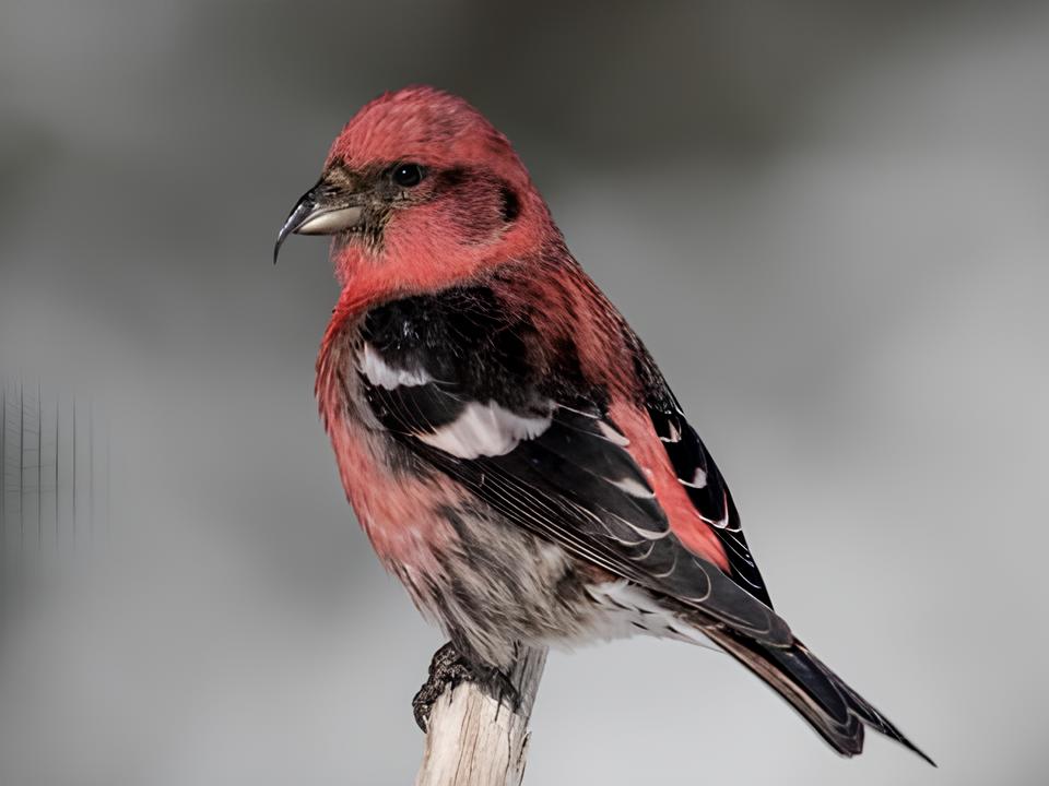 Hildene - The Lincoln Family Home