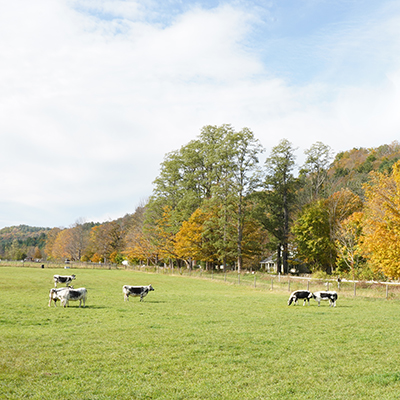 Fall in the Dene with Randall cattle
