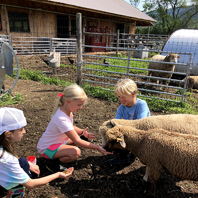 Summer Day Camp, Hildene farm camp, 2021, bfeeding the sheep