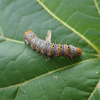 caterpillar