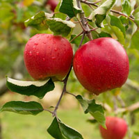 Apples, flowers to cider