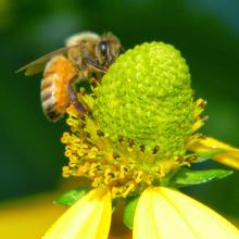 Seeds and Bees