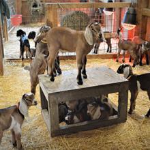 Goat Care 101: goat kids rule!