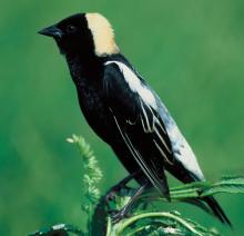 Bobolink