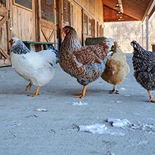 Backyard Chickens 101