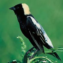 Bobolink bird; Hildene is proud to be a Bobolink Sanctuary!