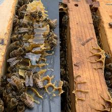 The Hildene Honey Harvest