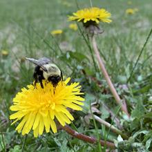 bumble bee and dandelion, Hildene Home Study programs at Hildene