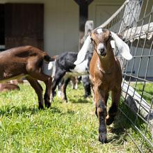 nubian goats at Hildene Farm's goat dairy