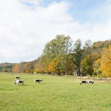 Fall_Hildene_Farm_randall_cattle