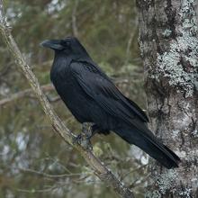 raven - one of many birds you may notice at Hildene on a bird walk