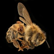 Apis_Mellifera