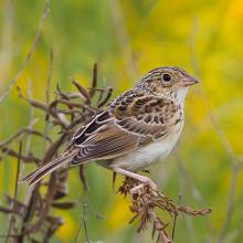 grasshopper sparrow