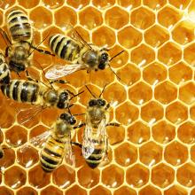 the buzz on honey bees youth education program