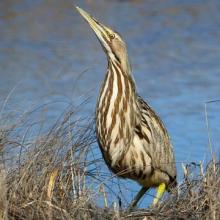American Bittern