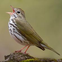 Ovenbird