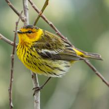 Warbler