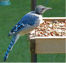 Blue Jay