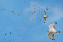 Broadwinged Hawks