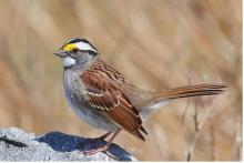 WhiteThroatSparrow
