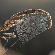spider web field hildene youth education programs
