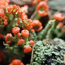 lichen
