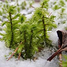 Shaggy Moss