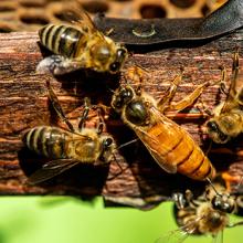 Bees