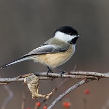 chickadee